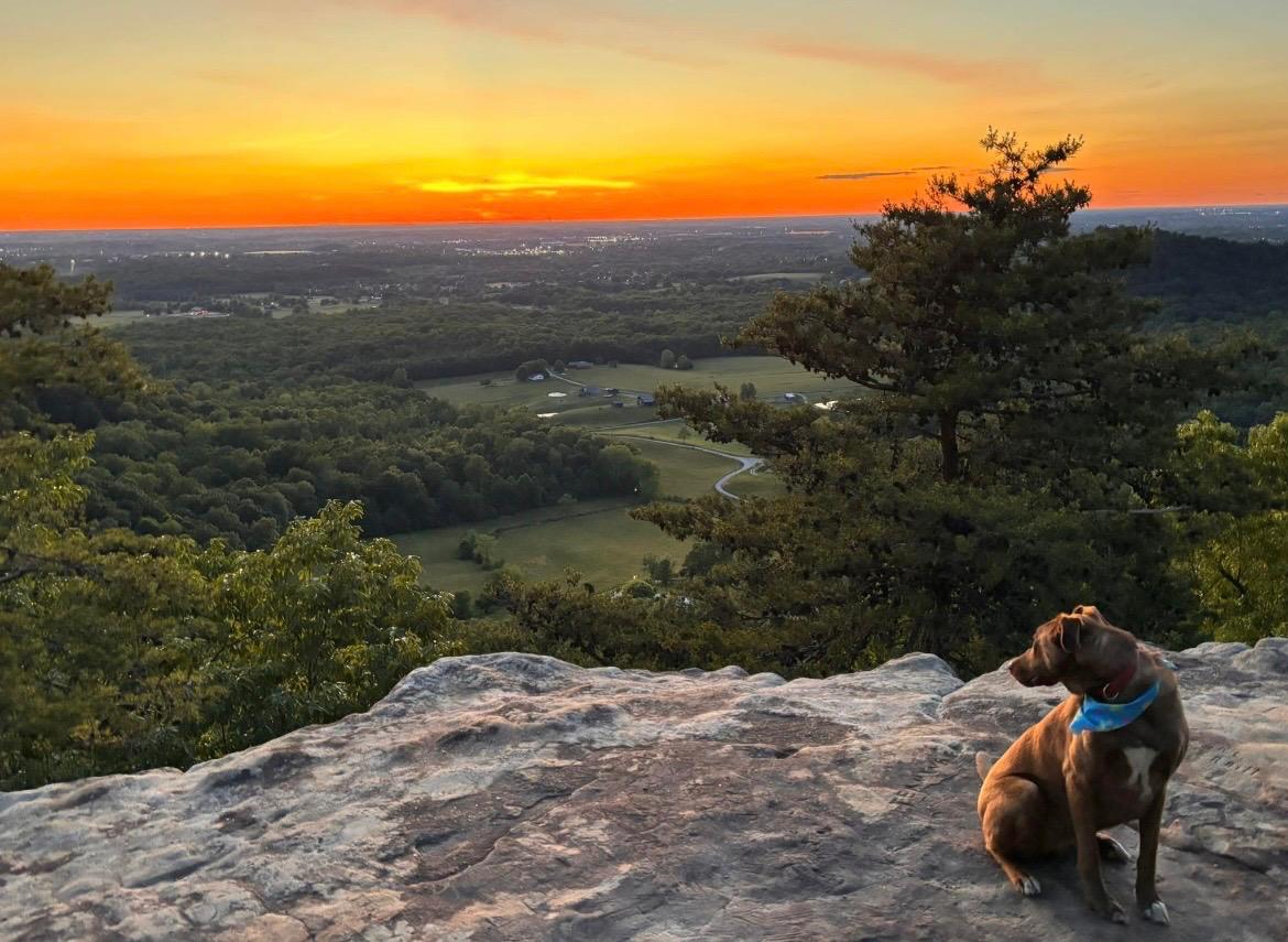Dog watching sunset over Kentucky valley from a rocky overlook